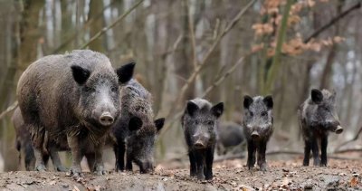 ​中国的保护动物野猪，怎么突然被取消了，难道有什么难言之隐吗？
