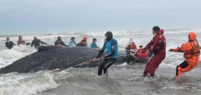 ​30人协作28小时 搁浅阿根廷座头鲸重归大海