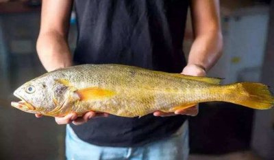 ​7斤野生大黄鱼，每公斤收购价超10000元，这样的鱼有多罕见？