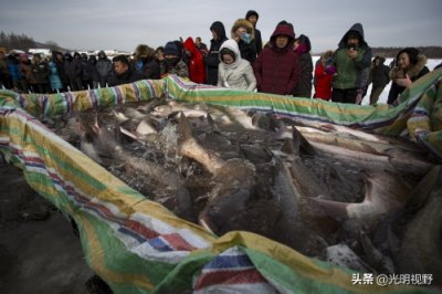 ​吉林：山沟里的鸭嘴鱼遭市民哄抢，渔民一天捕一万斤，每斤卖80元