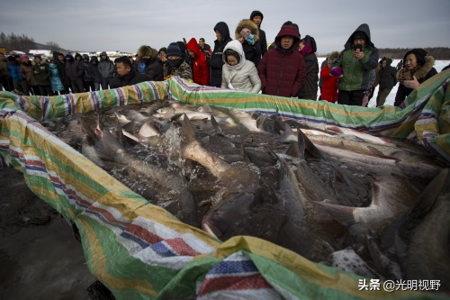 吉林：山沟里的鸭嘴鱼遭市民哄抢，渔民一天捕一万斤，每斤卖80元