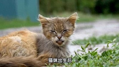 ​猫咪的智商相当于人类2-3岁半时的发育水平，你知道多少？