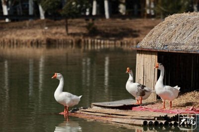 ​合肥南艳湖：水下春澜起，天鹅戏暖阳