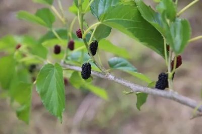 ​中药——桑白皮