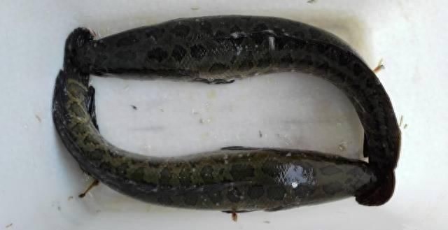 长江黑鱼入侵美国，所向无敌，被当地人称之为“鬼见愁”