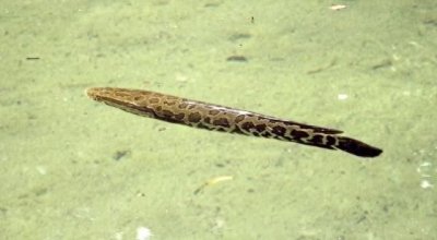 ​长江黑鱼入侵美国，所向无敌，被当地人称之为“鬼见愁”