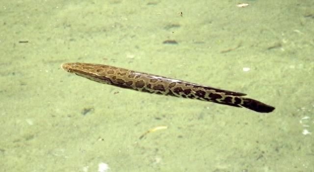 长江黑鱼入侵美国，所向无敌，被当地人称之为“鬼见愁”