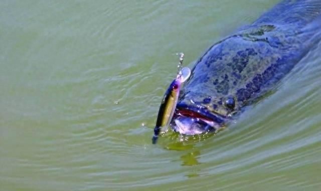 长江黑鱼入侵美国，所向无敌，被当地人称之为“鬼见愁”