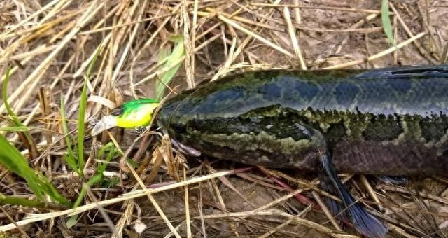 长江黑鱼入侵美国，所向无敌，被当地人称之为“鬼见愁”