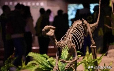 ​恐龙灭绝的谜团：探索希克苏鲁伯陨石坑的秘密