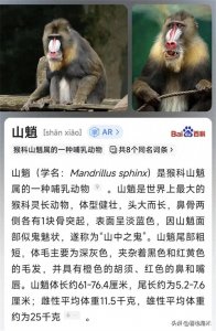 ​七彩琉璃腚——山魈