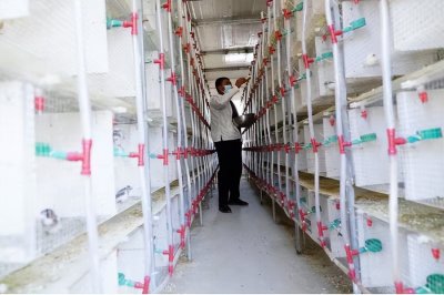 ​河北秦皇岛开发区：养殖“观赏鸟”让村民走上致富路