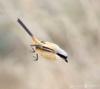 ​雀中猛禽之棕背伯劳在济南