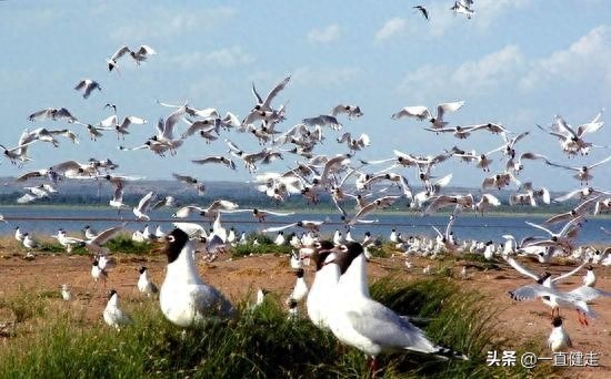 《大漠明珠——红碱淖》