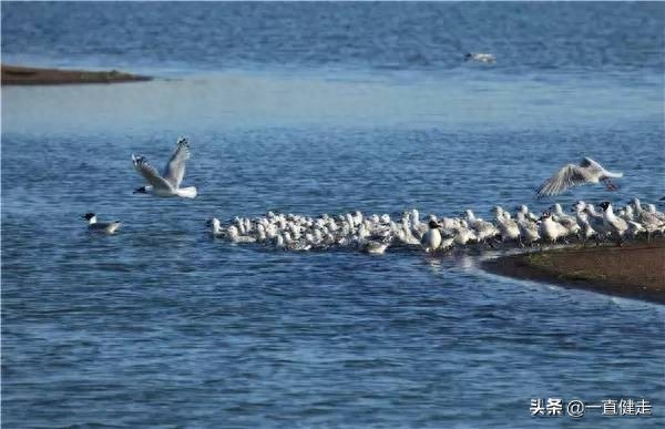 《大漠明珠——红碱淖》