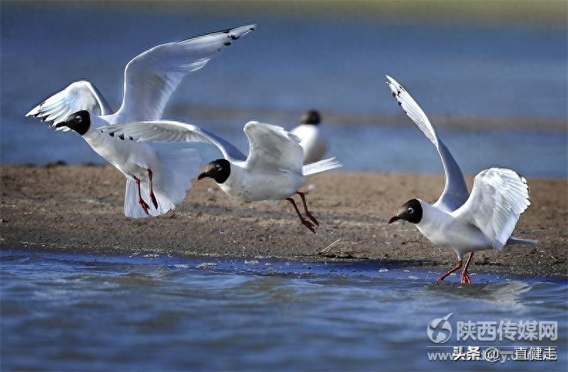 《大漠明珠——红碱淖》