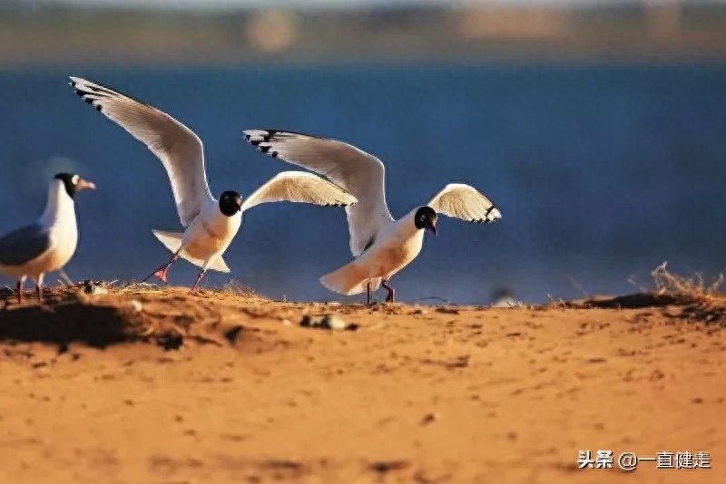 《大漠明珠——红碱淖》