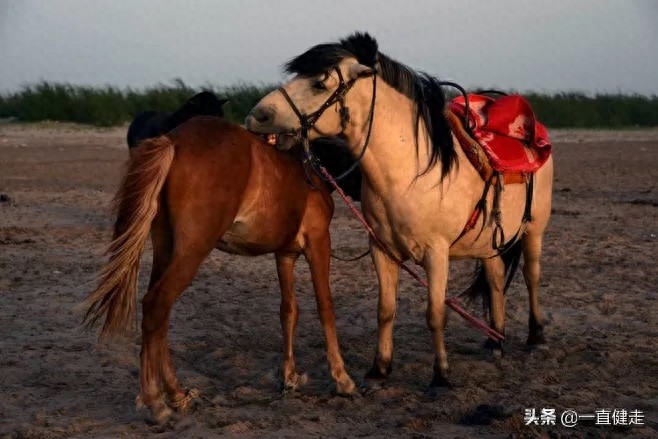 《大漠明珠——红碱淖》
