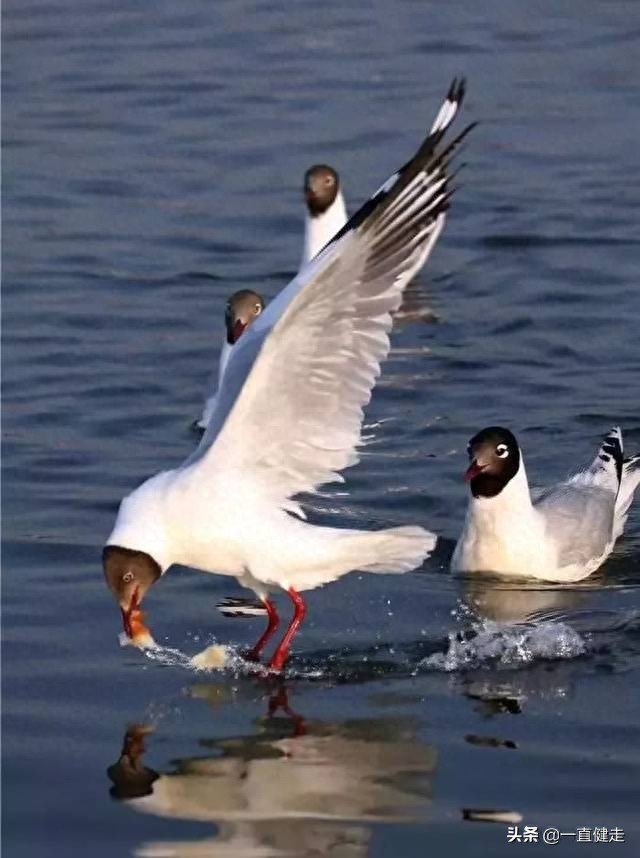 《大漠明珠——红碱淖》