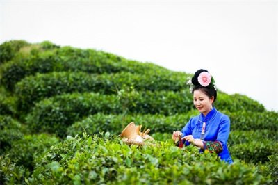 ​推动姑妈篮球的人们：毛鹃，“贵州好人”的茶王之路