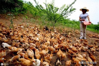 ​·散养土鸡的成本与利润