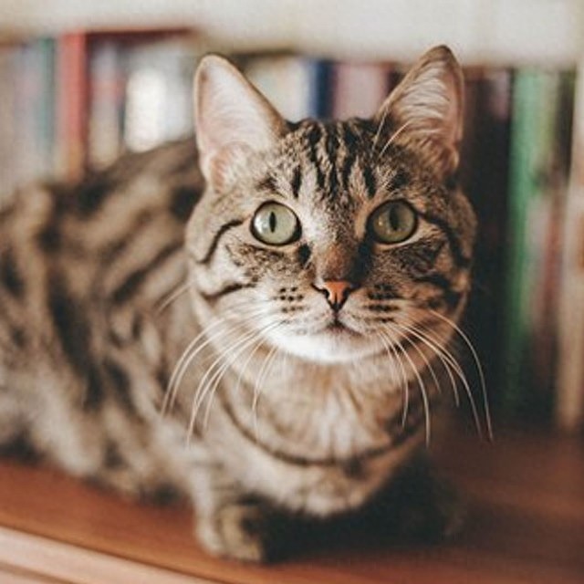 个性猫咪头像，一半高冷一半萌