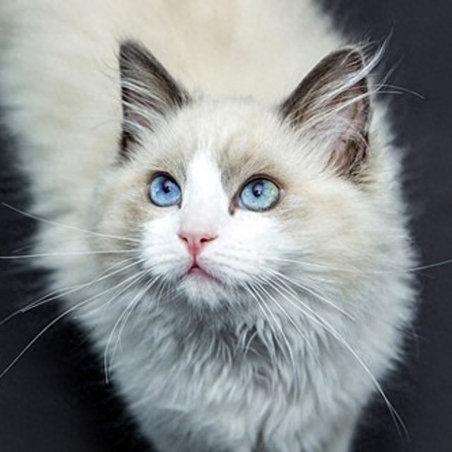 个性猫咪头像，一半高冷一半萌