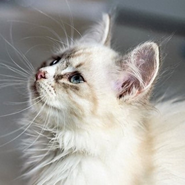 个性猫咪头像，一半高冷一半萌