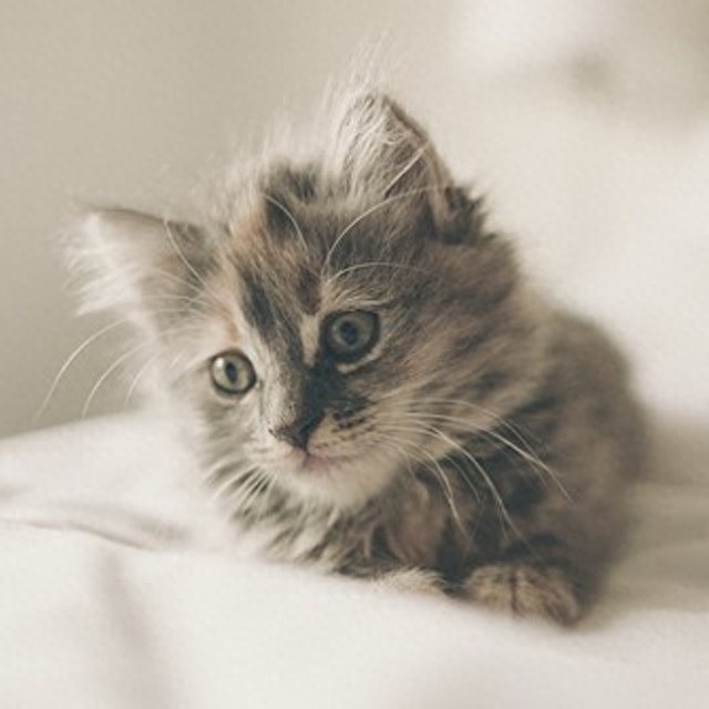 个性猫咪头像，一半高冷一半萌