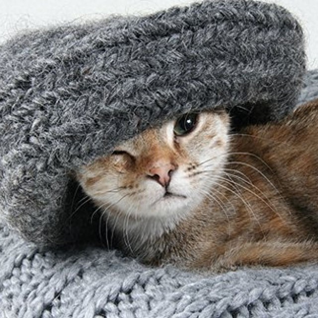 个性猫咪头像，一半高冷一半萌