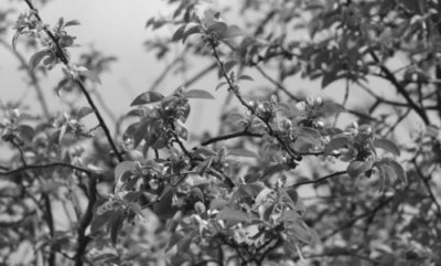 ​800多年木瓜树，树干都空了 神奇的是逢春就开花