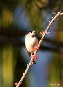 ​五龙潭拍鸟—— 银喉长尾山雀