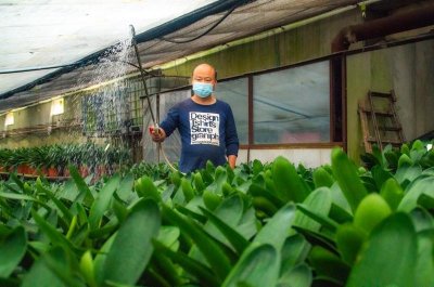 ​君子兰走出吉林，助农增收