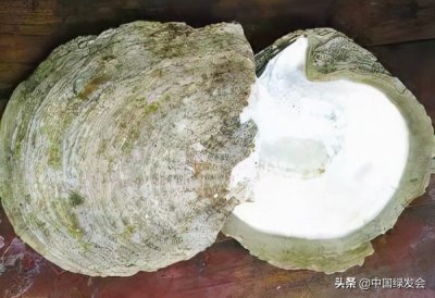 ​海南白蝶贝是怎样一步步走向濒临灭绝的？