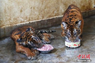 ​江西南昌动物园新添3只华南虎