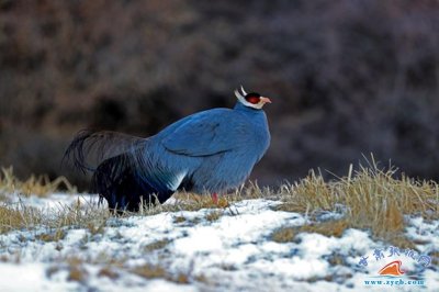 ​祁连山下蓝马鸡觅食