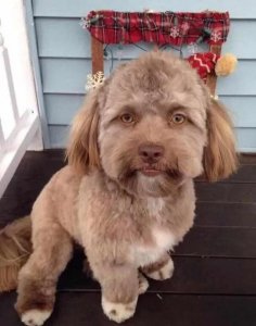 ​一只很像人的狗狗，许多网友都被吓坏了，看到照片后，怂了