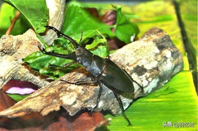 新加坡旅游三天自由行攻略（宝藏级的新加坡旅游攻略）(17)