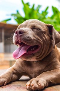 ​“狗界四疯”，是天生的犬中斗士，好勇斗狠