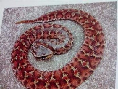 ​奇异故事：奶奶十七岁的时候亲眼见证了龙渡劫！