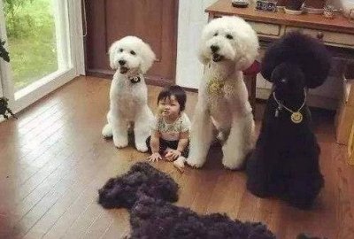 ​巨型贵宾犬和小泰迪，大汪汪和小汪汪，你更喜欢哪一个？