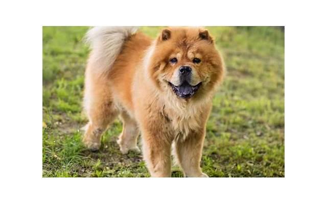 卤弟爪的做法？卤弟爪的做法及配料