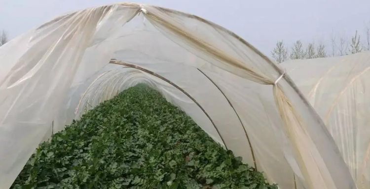 石灰可以撒在菜叶上吗,石灰直接撒在菜叶上会有毒