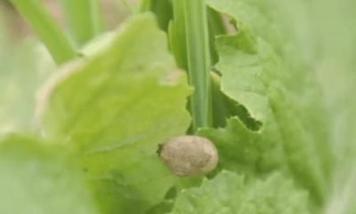 ​石灰可以撒在菜叶上吗,石灰直接撒在菜叶上会有毒