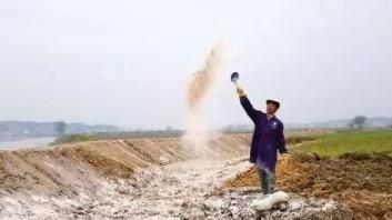 石灰可以撒在菜叶上吗,石灰直接撒在菜叶上会有毒