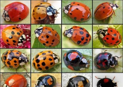 ​哪些瓢虫是害虫,什么样的瓢虫是害虫什么样的瓢虫是益虫