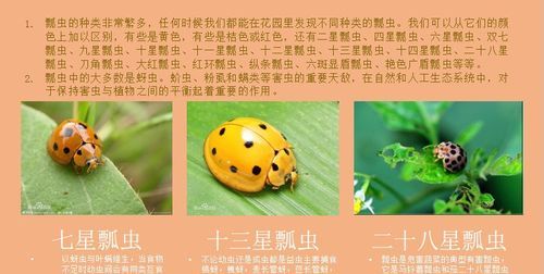 哪些瓢虫是益虫哪些瓢虫是害虫呢