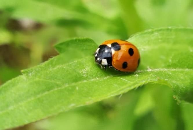 瓢虫是害虫还是益虫