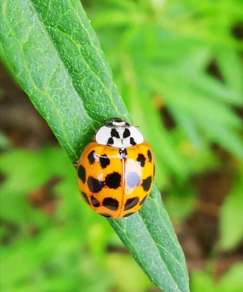 哪些瓢虫是益虫