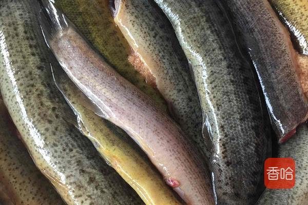 泥鳅怎么做好吃又营养干净（泥鳅这样做最美味）(2)